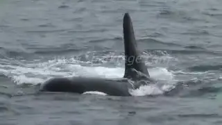 Killer whales mating