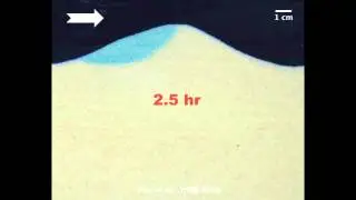 Gaining stream - Dye penetration into an homogeneous streambed