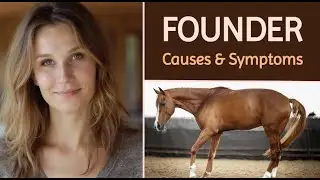 🐎 Laminitis & Founder in Horses | Causes 🍏, Symptoms 🩺 & What to Do 🧲