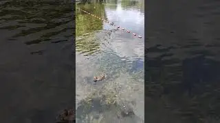 Clash at the Pond: Duck Drama in a Summer City 🦆