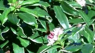 Farfalla OCCHIO DI PAVONE