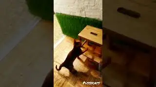 The Abyssinian cat is an active cutie. Rope Games.