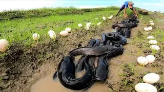 unique  ! Farmers caught a lot of fish and collected duck eggs in the grasslands.