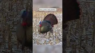 Who Else Loves This Sound? #turkeys #animals #GoHuntInNorthernOntario #DiscoverON