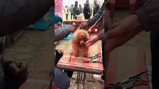 Shahrukh Khan के साथ मिल गया काम इसे 🤣🤣