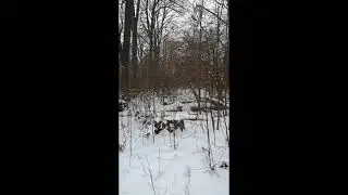 Turkeys in lake Chipican forest