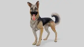 Shepherd Dog Rig Overview