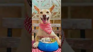 Dogs Love You More Than Food