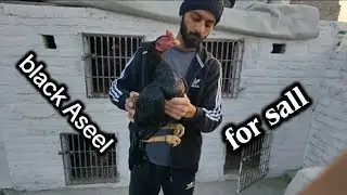 😱#11Mviews black aseel murgha for sall Mashallah beautiful patha aseelbrand.💯