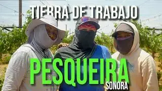 PESQUEIRA, Sonora: la TIERRA que no se RINDE | ¿Cómo es trabajar el campo en Sonora siendo mujer?