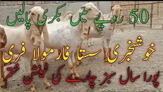 dry TMR FOR GOATS/ TMR WANDA FOR GOATS WHOLE YEAR/03004035867/GOAT FARMING BUSINESS/ZAMIR GOAT FARM