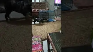 Old video 2 months old borador and rottweiler.