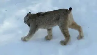 An experienced tracker and a dangerous predator. Canadian lynx.