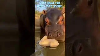 This Tiny Hippo&rsquo;s First Toy Will Melt You 💖🦛 #youtubeshorts