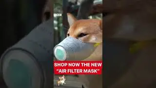 Dog Air Pollution Filter Mask | SAVEYOURFRIEND.COM