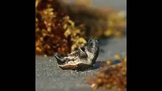 Little turtle 😍 @blueocean4k 🌀icks .Flo buoenkFollw.#hugeish #wild #underwate