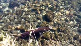 Coho spawn fishing techniques!