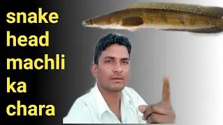 snakehead machli ka chara || murrel snakehead machli pakadne ka chara | Murrel fish