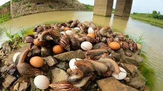 WOW WOW  ! Pick up a lot of snails and duck eggs in the canal near the bridge.