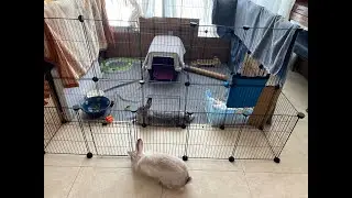 Dedicated to rescuing adoption education regarding abandoned domestic rabbits.