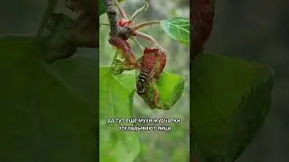 Тля на яблоне! #сад #садоводничество #дача