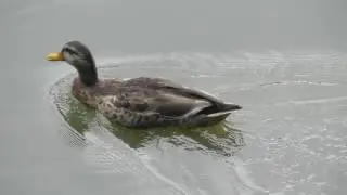 24 pato nadando