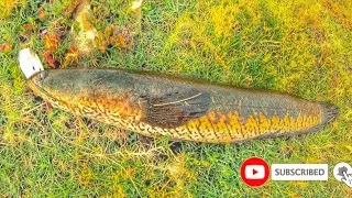 [Yallow cobra] Snakehead fish catch || Murral fishing India fisherman