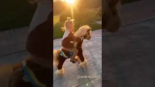 PonyCycle Ride on Horse: Best Gift for Kids