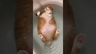 Cat farts in the bathtub 😂 #cat #funnycats #cutecat #catvideos #funnyanimals