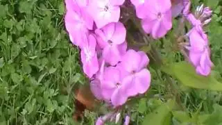 Papillon Colibri.mpg