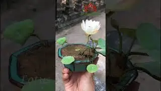 Мой супер маленький горшок с мини-лотосом