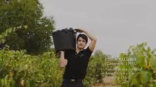 La vendimia de 2025 en Bodegas Montecillo