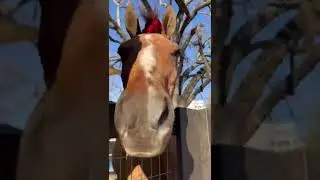 #knockknock #love #family #horse #shorts #adventure #baby #animals #rolling