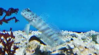 Cryptocentrus leptocephalus - Rottupfen W&auml;chtergrundel