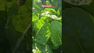 High density spinach production, does it work ? #farming #afrikaans