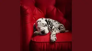 Gentle Dog Whispers