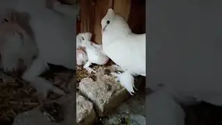 faintal fair with checks #shorts #pigeon #youtubeshorts