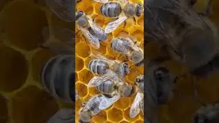 Maltese Honey Bee