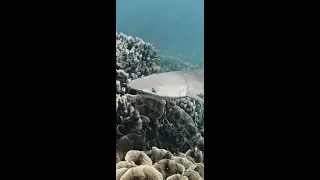 White tip reef shark in its territory ! #shorts #ocean #underwater