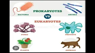 INTRODUCTION TO A-LEVEL BIOLOGY (PROKARYOTES AND EUKARYOTES)