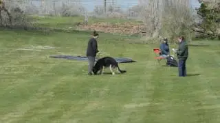 GSDCA Temperament Test Dog #1