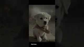 Hope Survives: A Brave Poor Puppy's Journey Through the Ruins