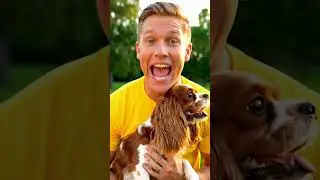 Прекратите это делать! 🛑 Развенчание мифов о собаках. Часть 4 🐕🚫