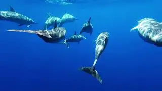 Beautiful Dolphins Swimming Gracefully in the Ocean 🐬💙
