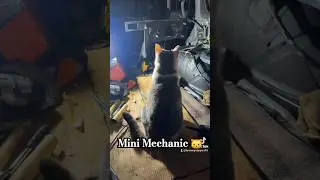 This cat is judging my car work and I feel it #catsofyoutube #diy #funny