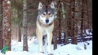 What a camera left in a remote northern wilderness captured over the course of a year