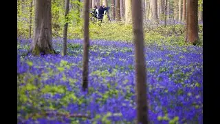 Comment &eacute;chapper au stress ambiant ? Immergez-vous dans une for&ecirc;t de jacinthes en Belgique !