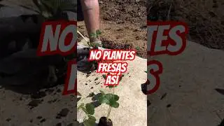 NO PLANTES #FRESAS ASÍ