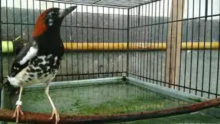 TERAPI MALAM ANIS KEMBANG, ANIS KEMBANG JADI GACOR