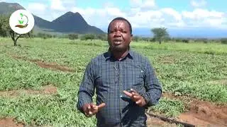Kilimo cha tikiti Maji - Tanzania